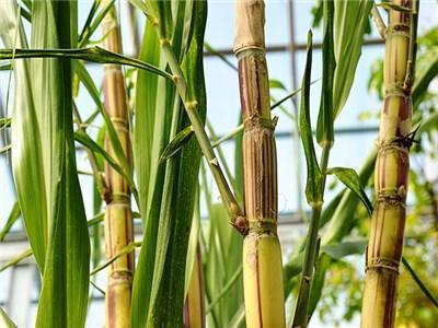Live Plants Jamaican Striped Sugar Cane LSS 000 8158