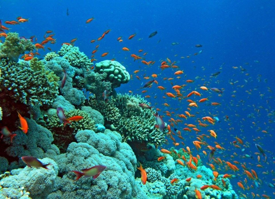 Gulf Of Aqaba Corals