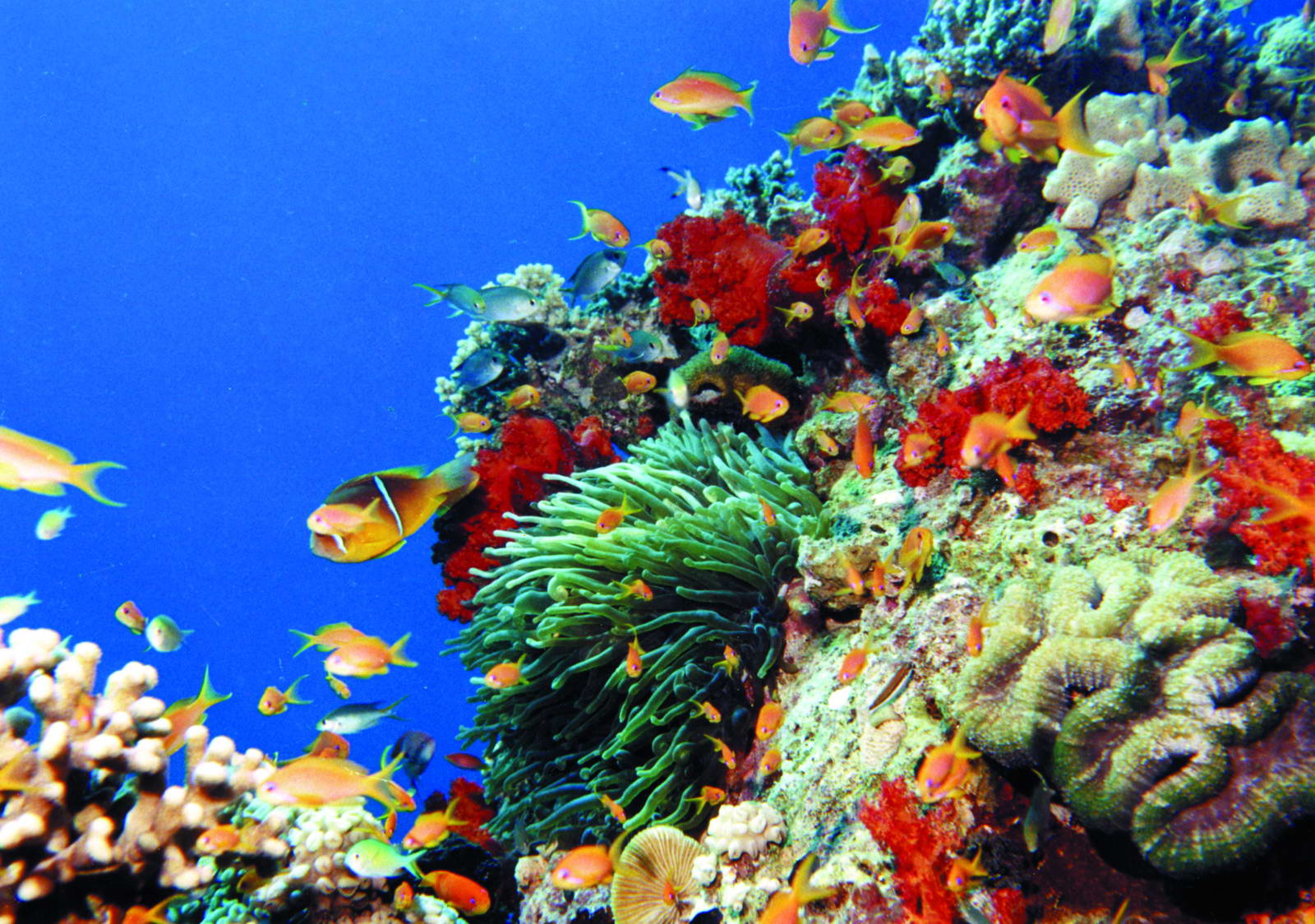 Coral reefs in the Gulf of Aqaba